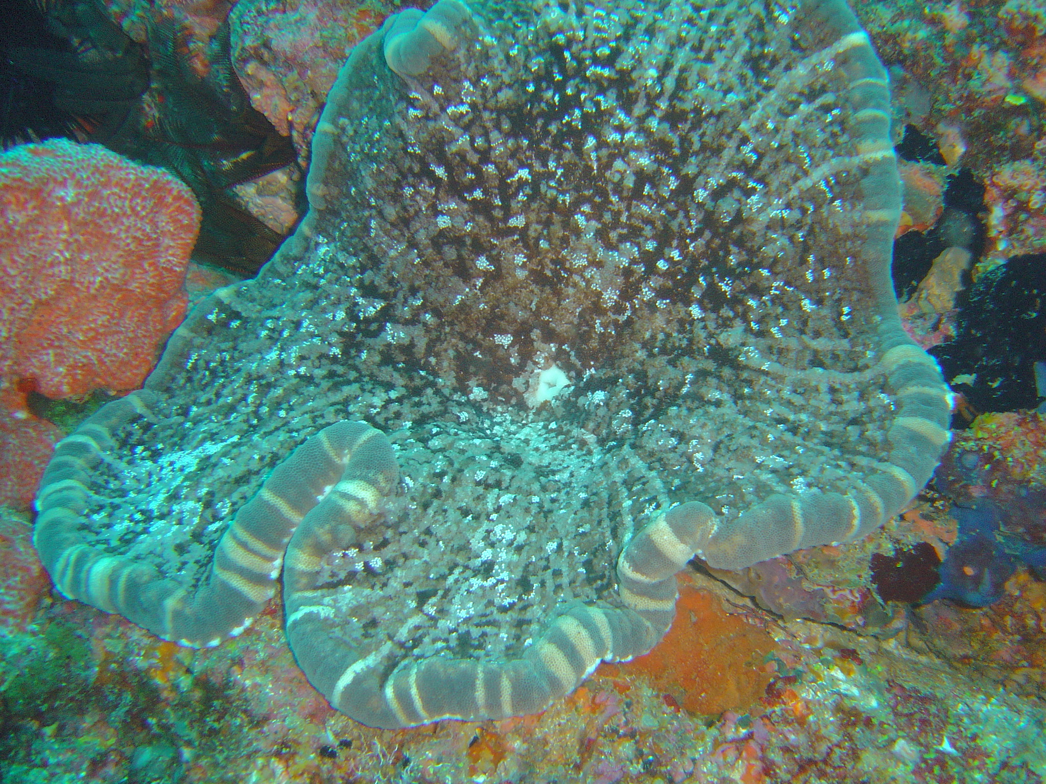 Milne Bay, Papua New Guinea
