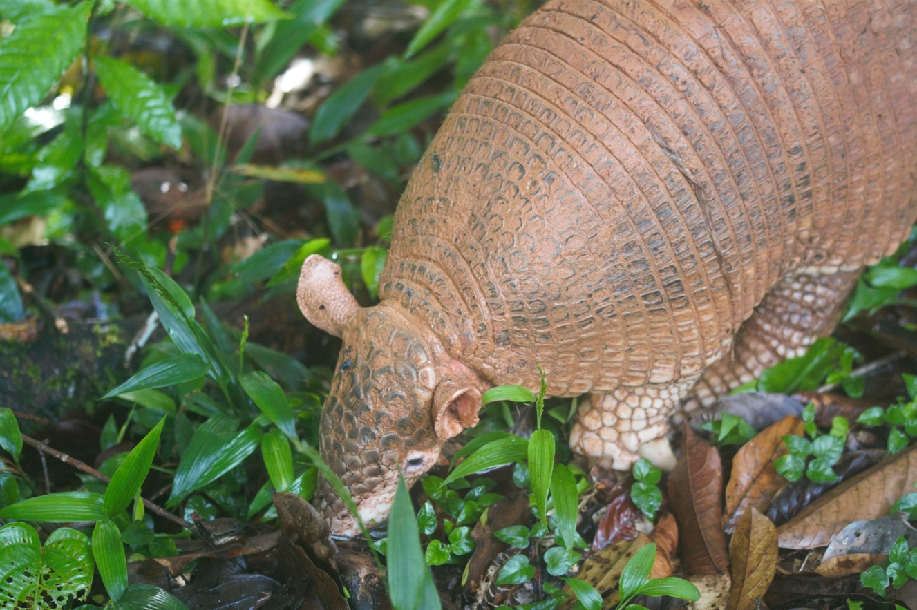 Giant Armadillo