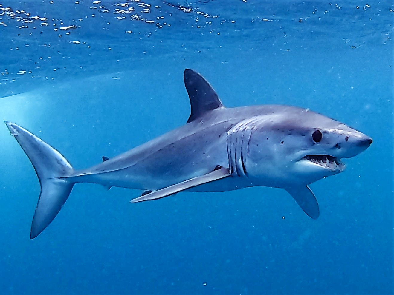 Shortfin Mako Shark
