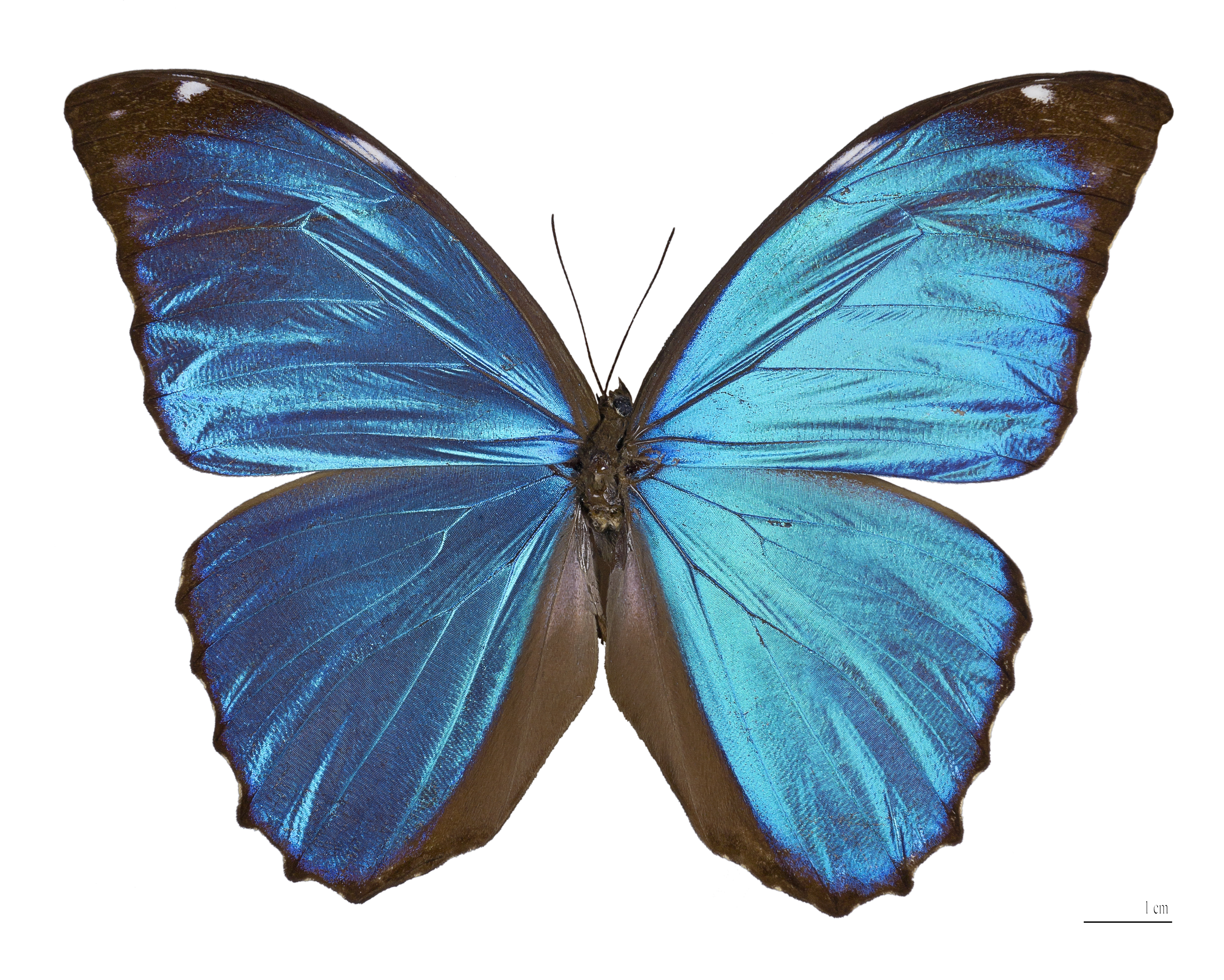 Blue Morpho Butterfly