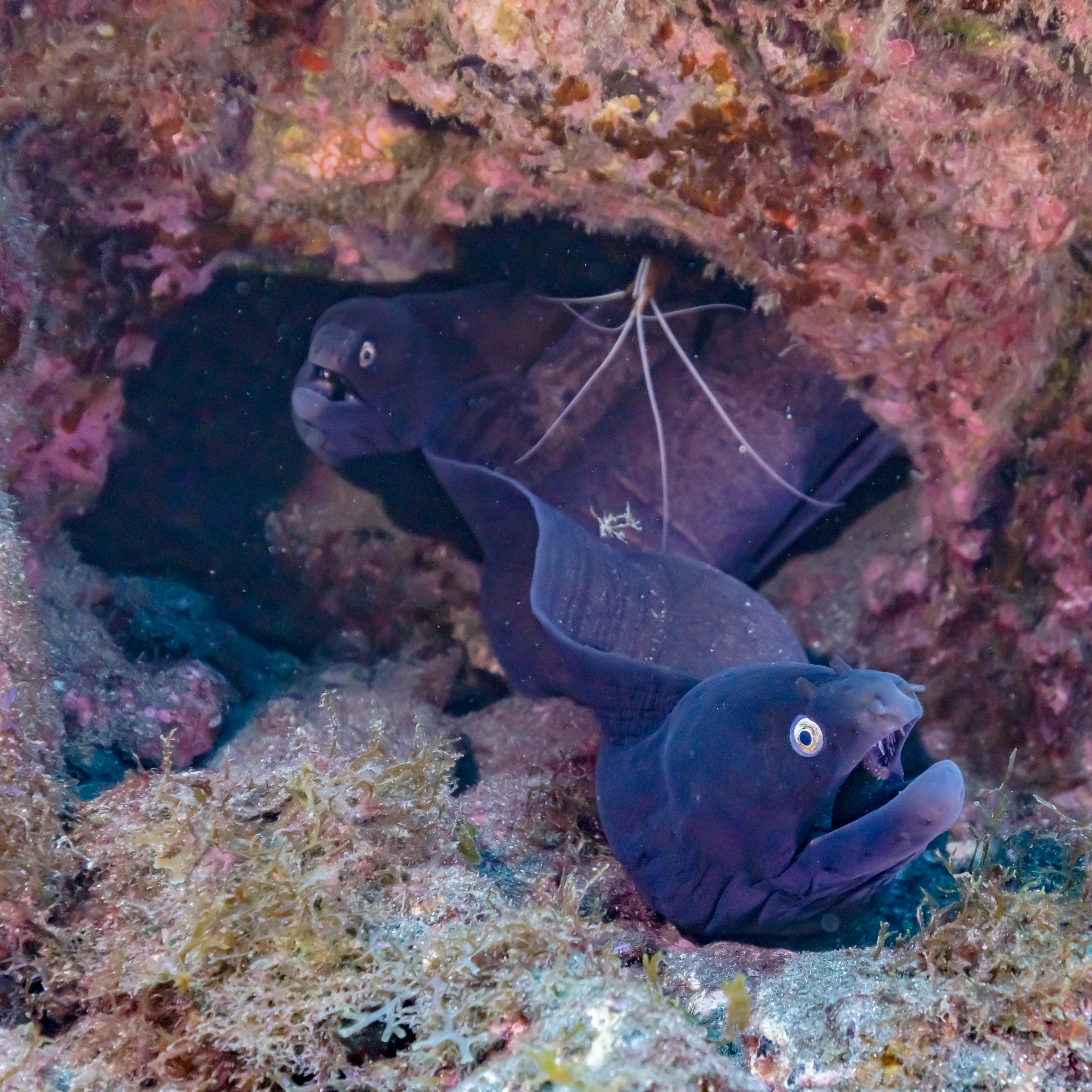 Coiba Island, Panama