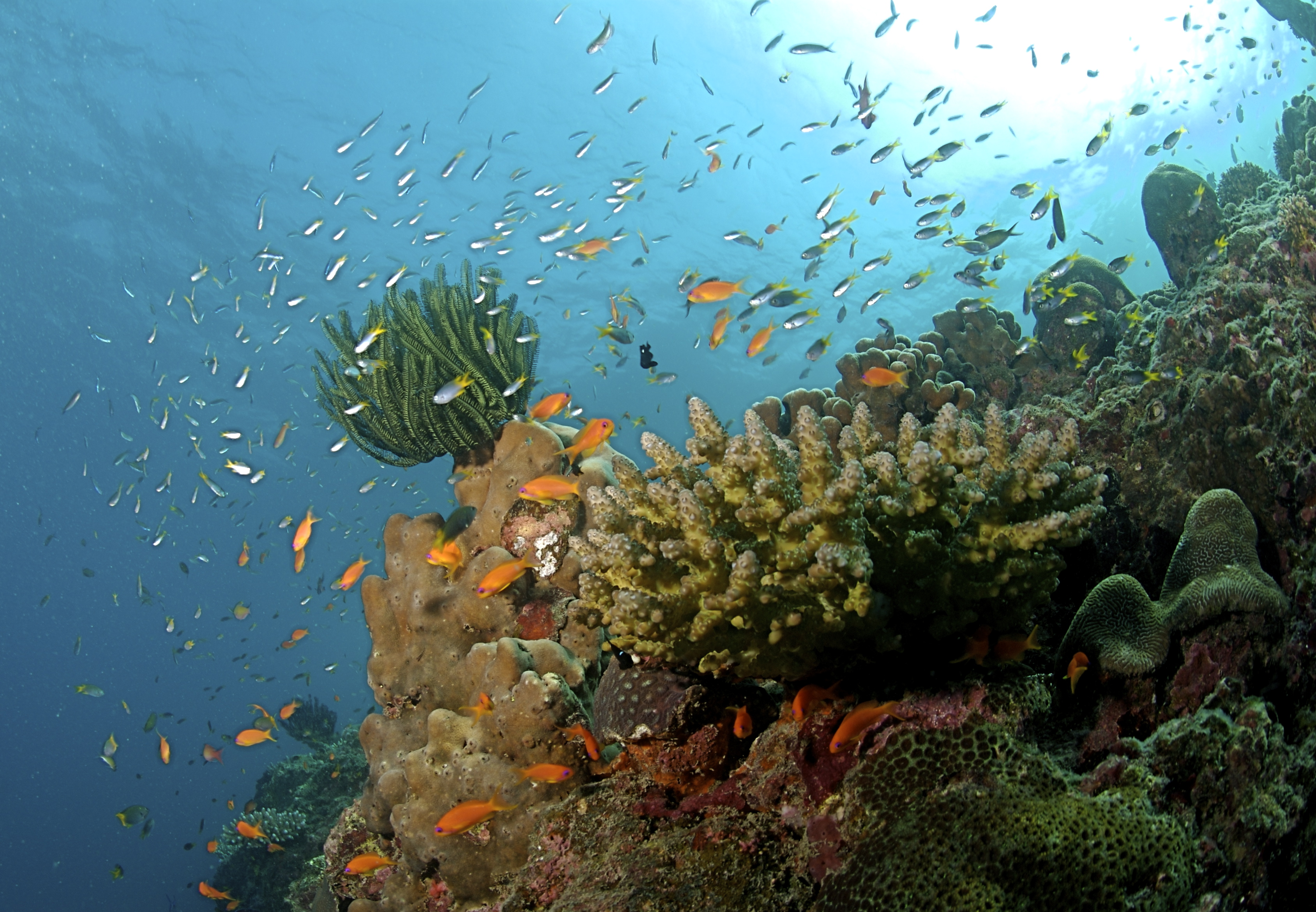 Baa Atoll, Maldives