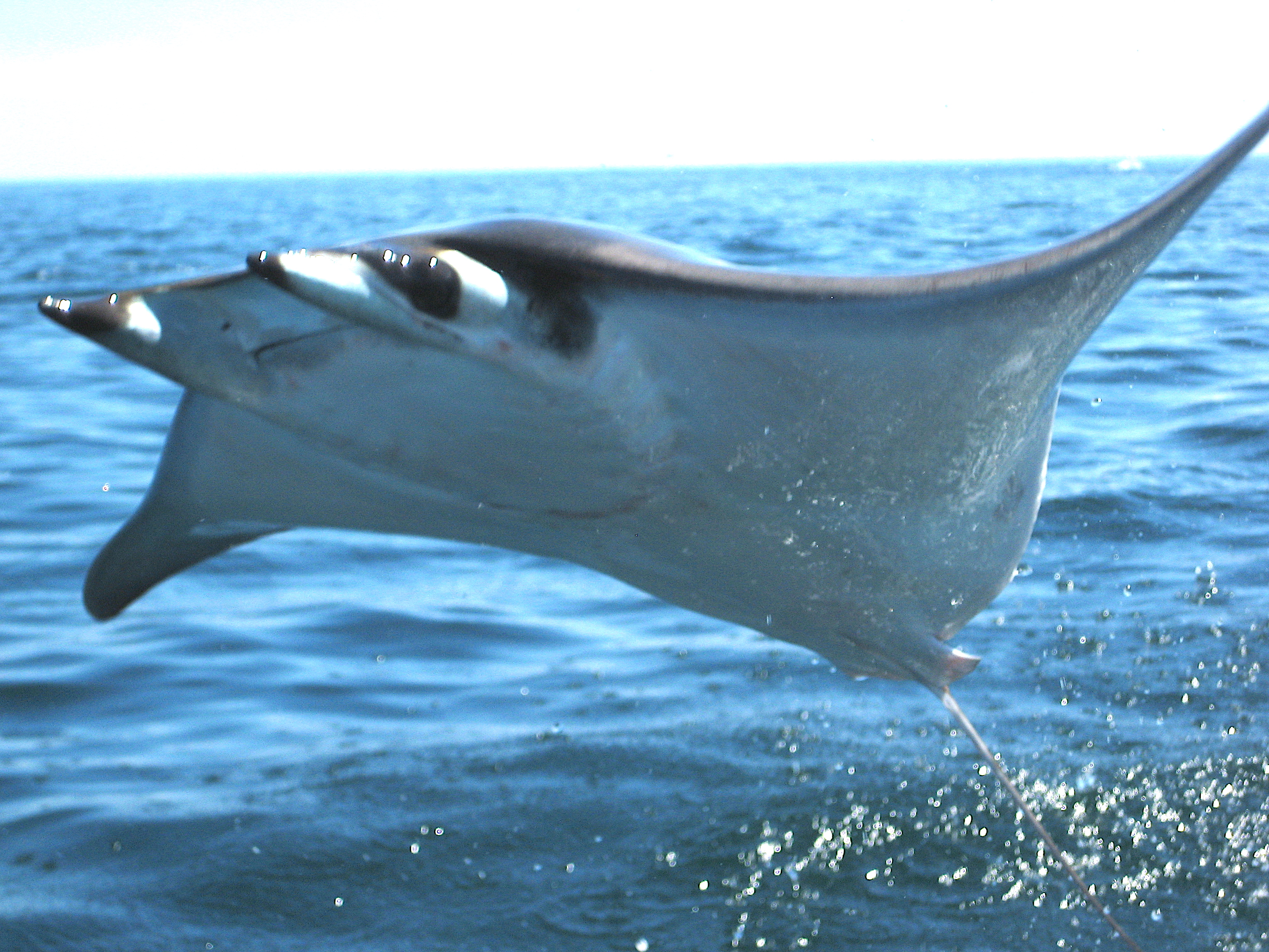 Mobula Ray