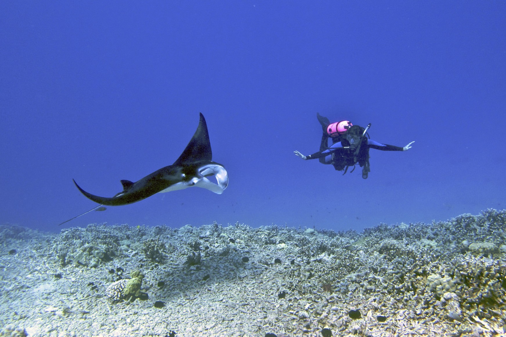 Kona Manta Ray Night Dive, Hawaii