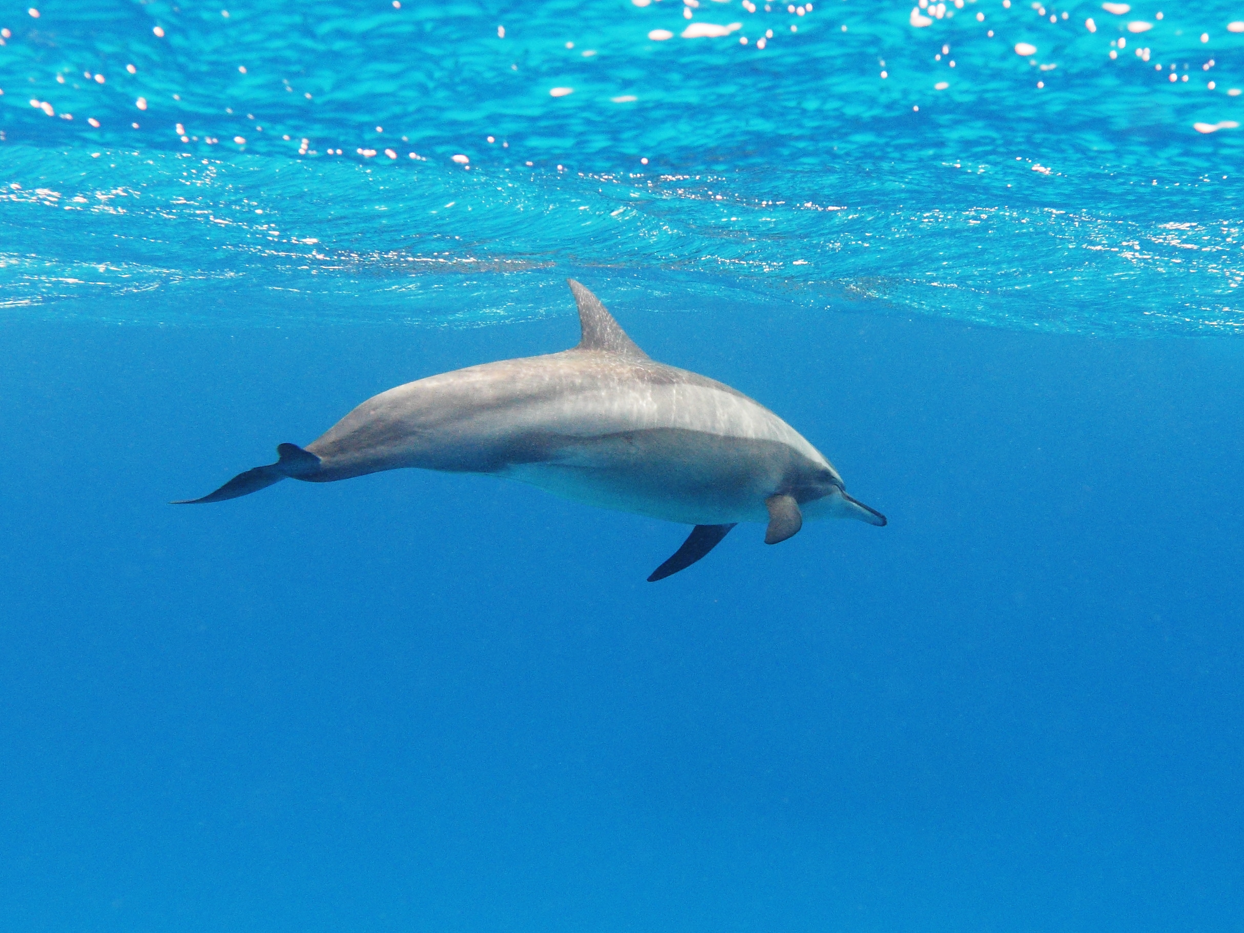 Long-snouted Spinner Dolphin