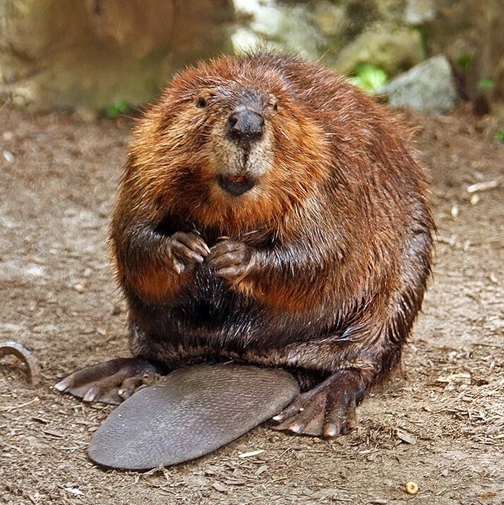 Beavers