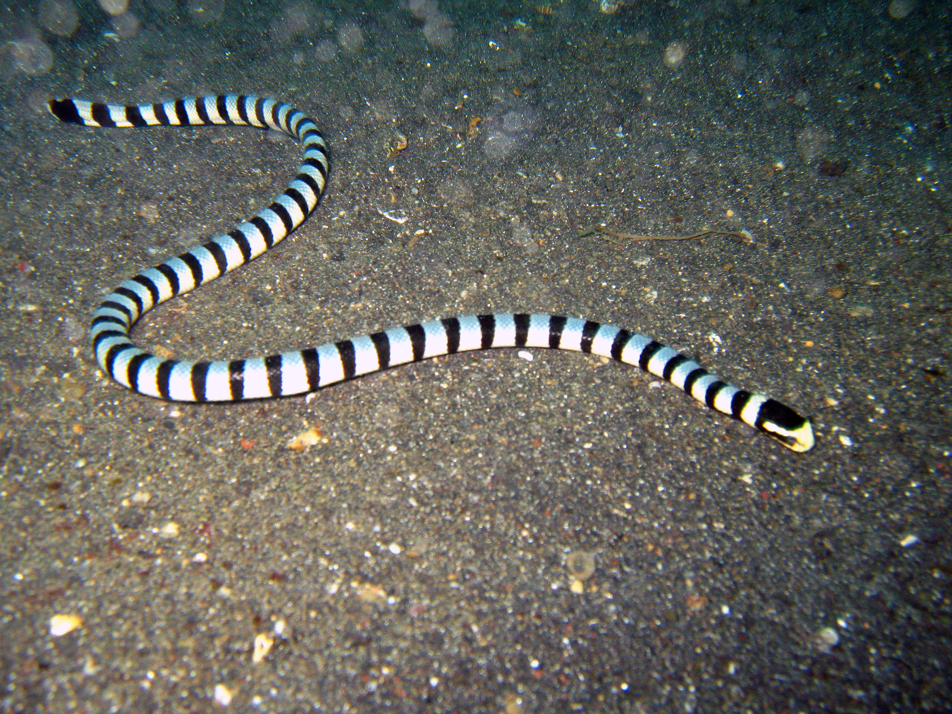 Sea Krait
