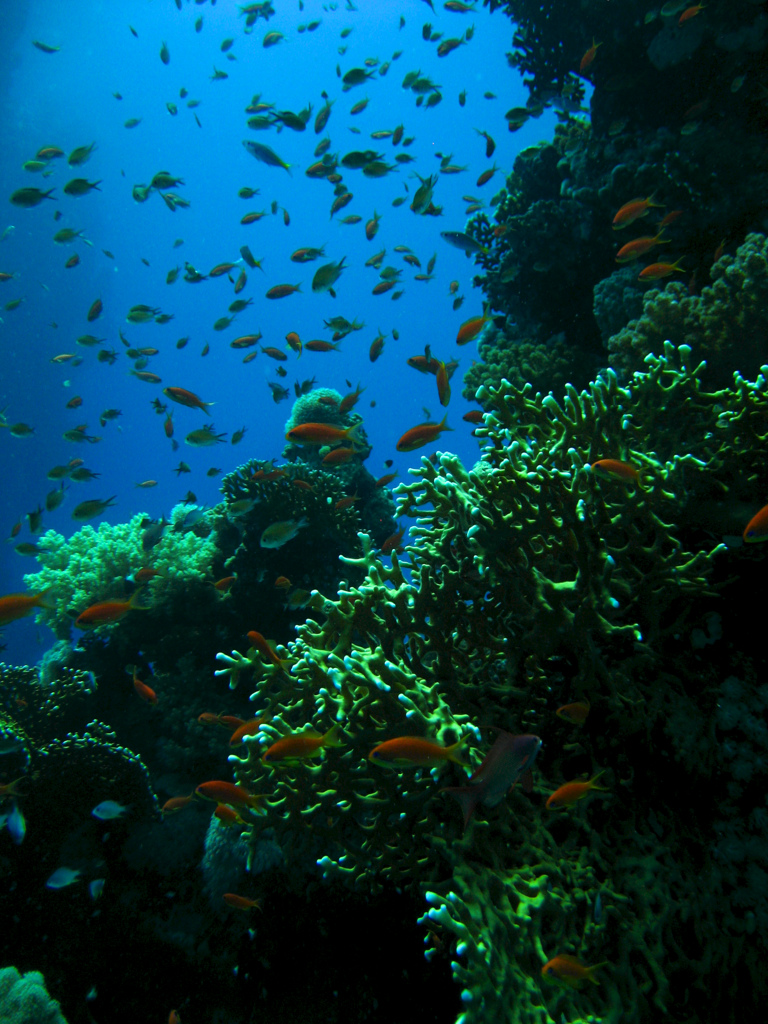 Wakatobi, Indonesia
