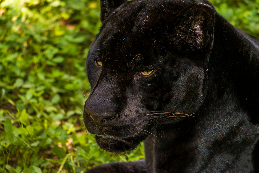 Black Jaguar