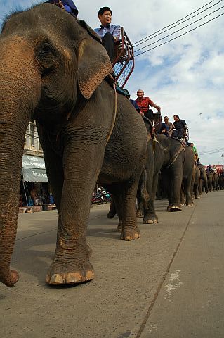 Elephant Festival