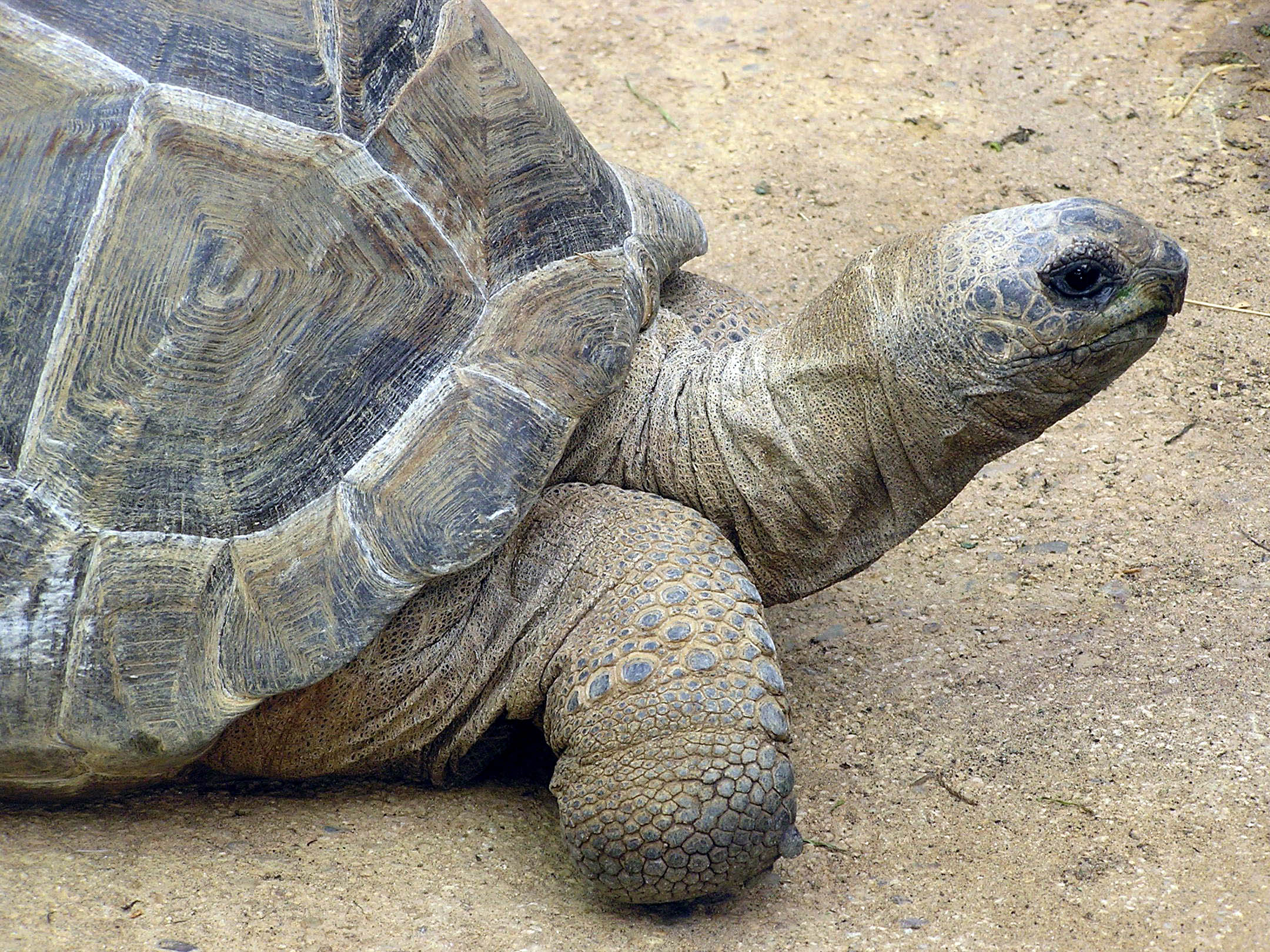 Aldabra Tortoise