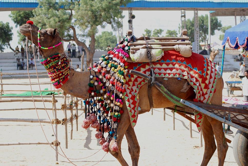 Pushkar Camel Fair