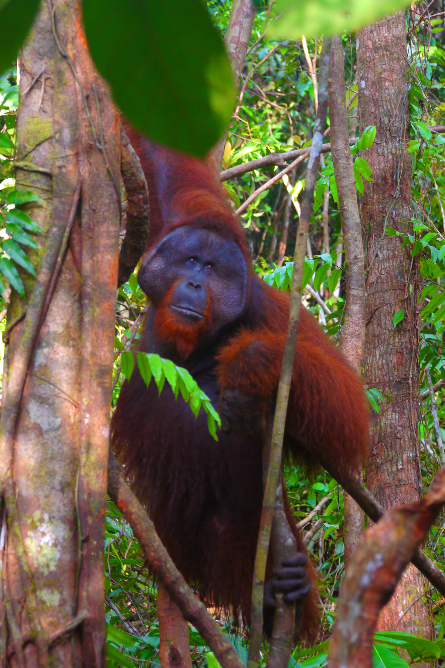 Bornean Orangutan