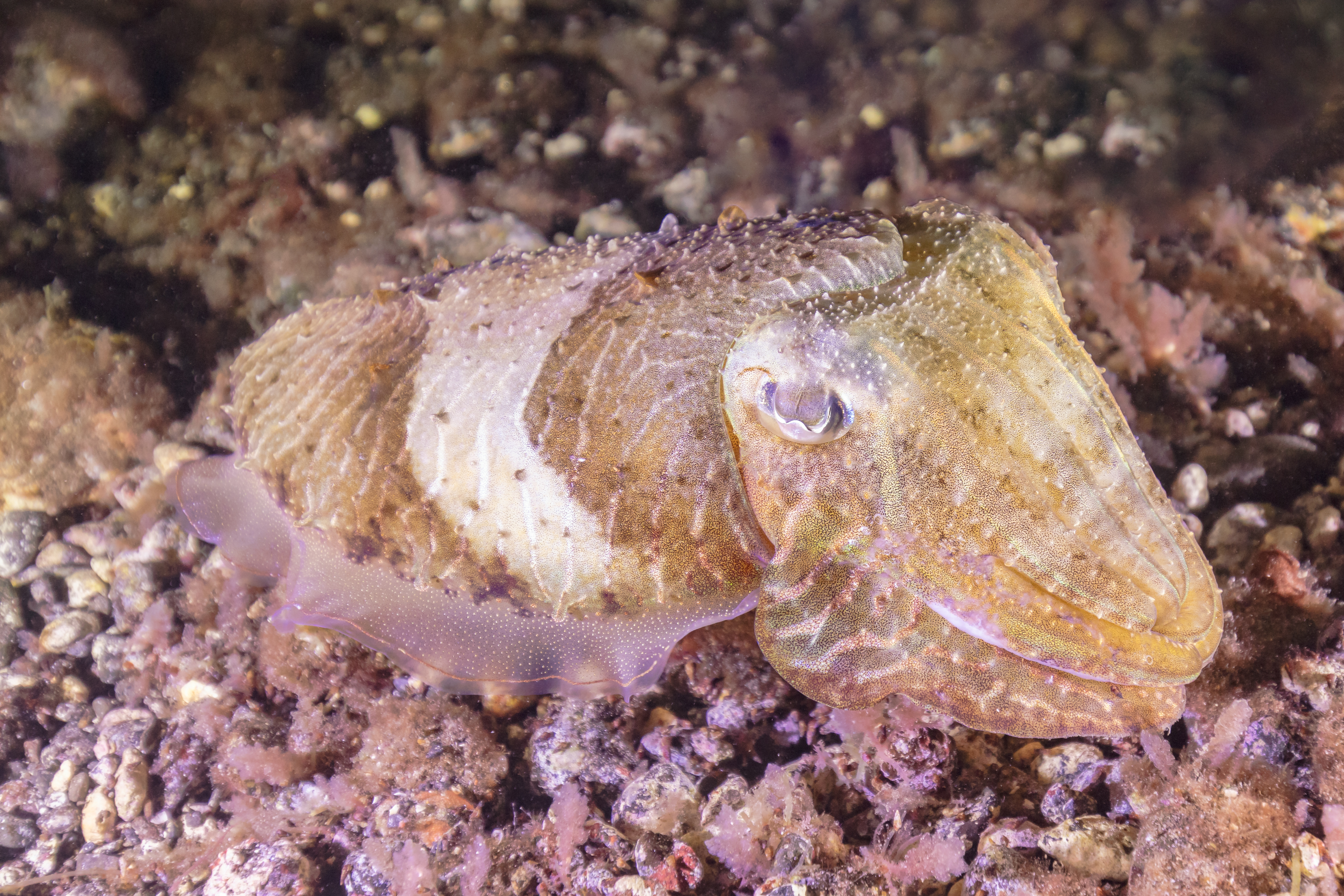 Watamu Marine Park, Kenya