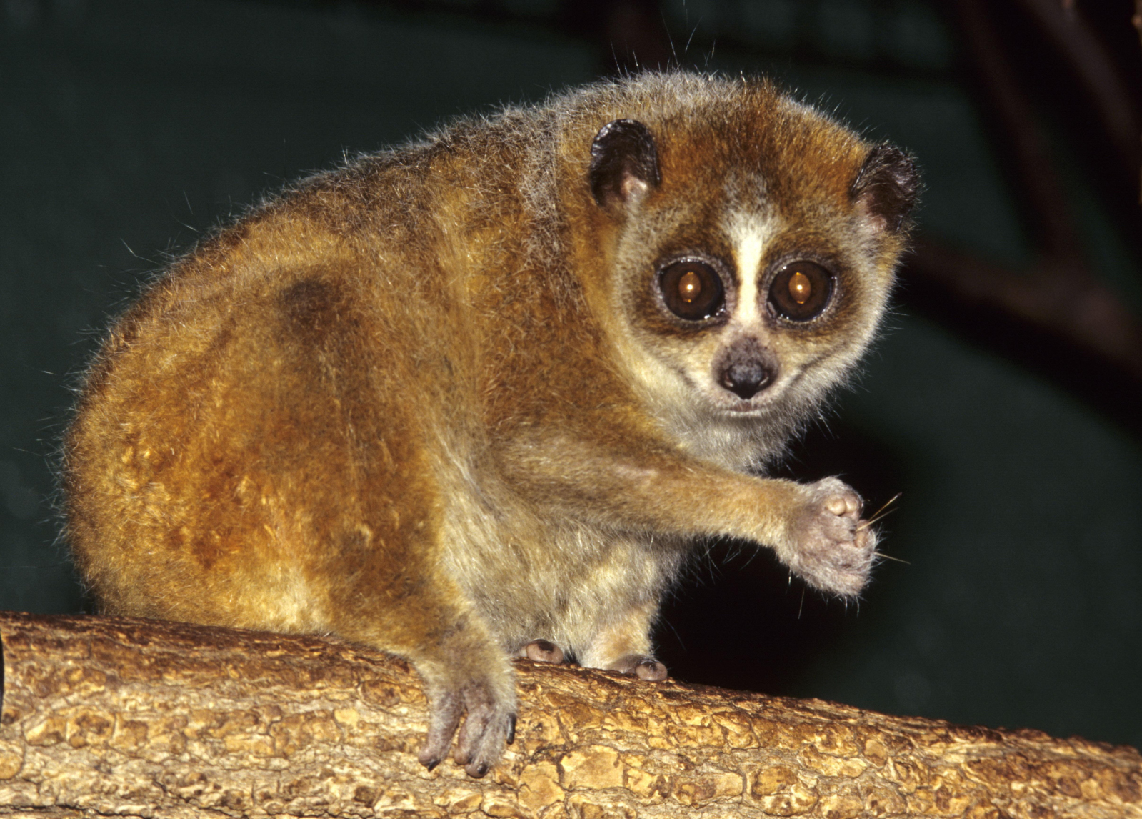 Pygmy Slow Loris