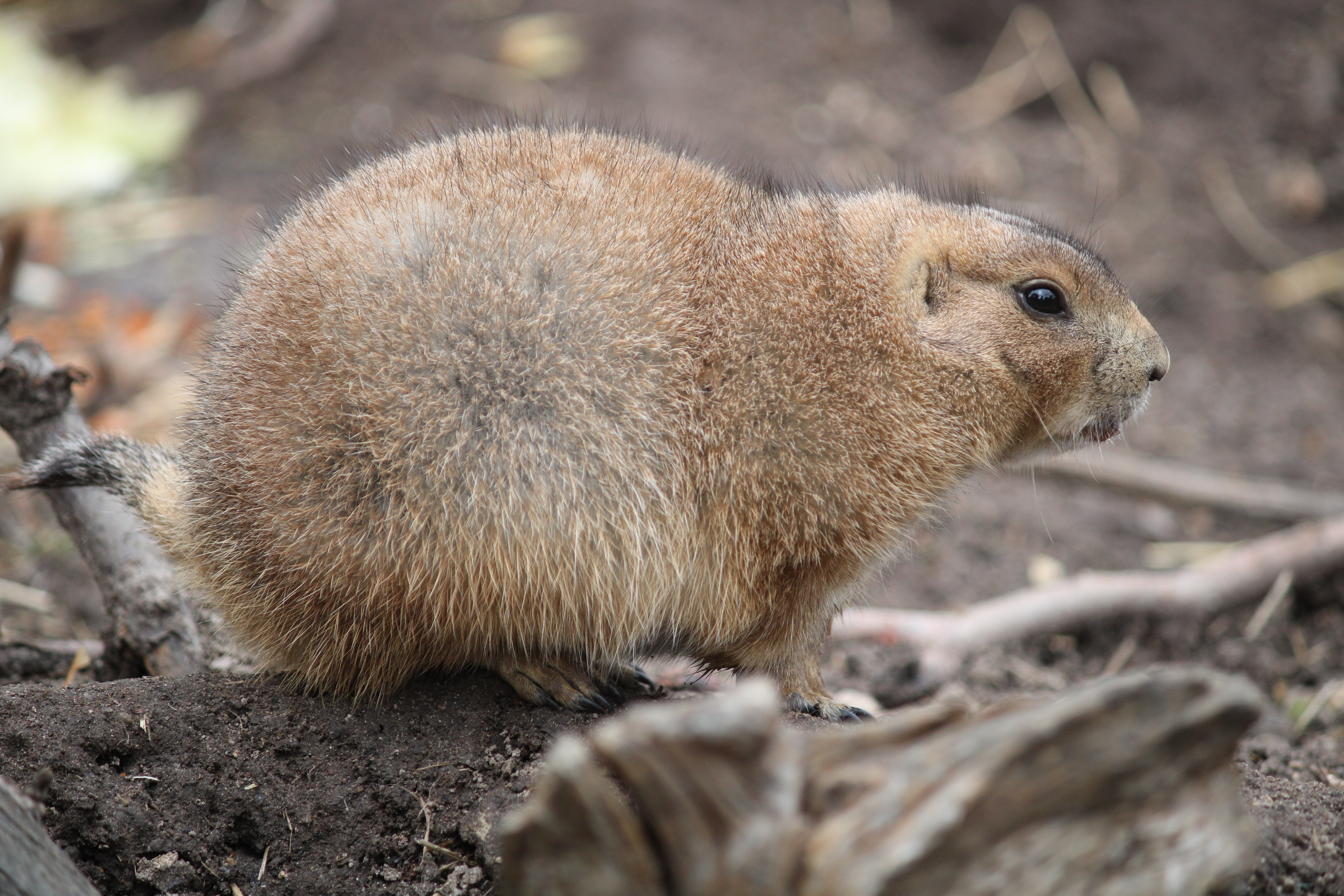 Black-tailed Prairie Dog