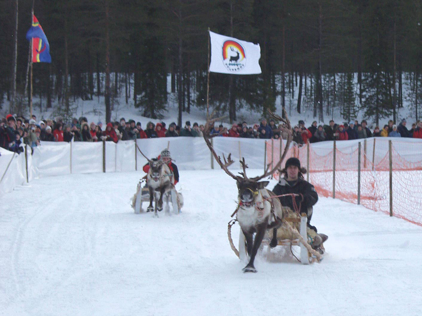 Reindeer Racing Inari