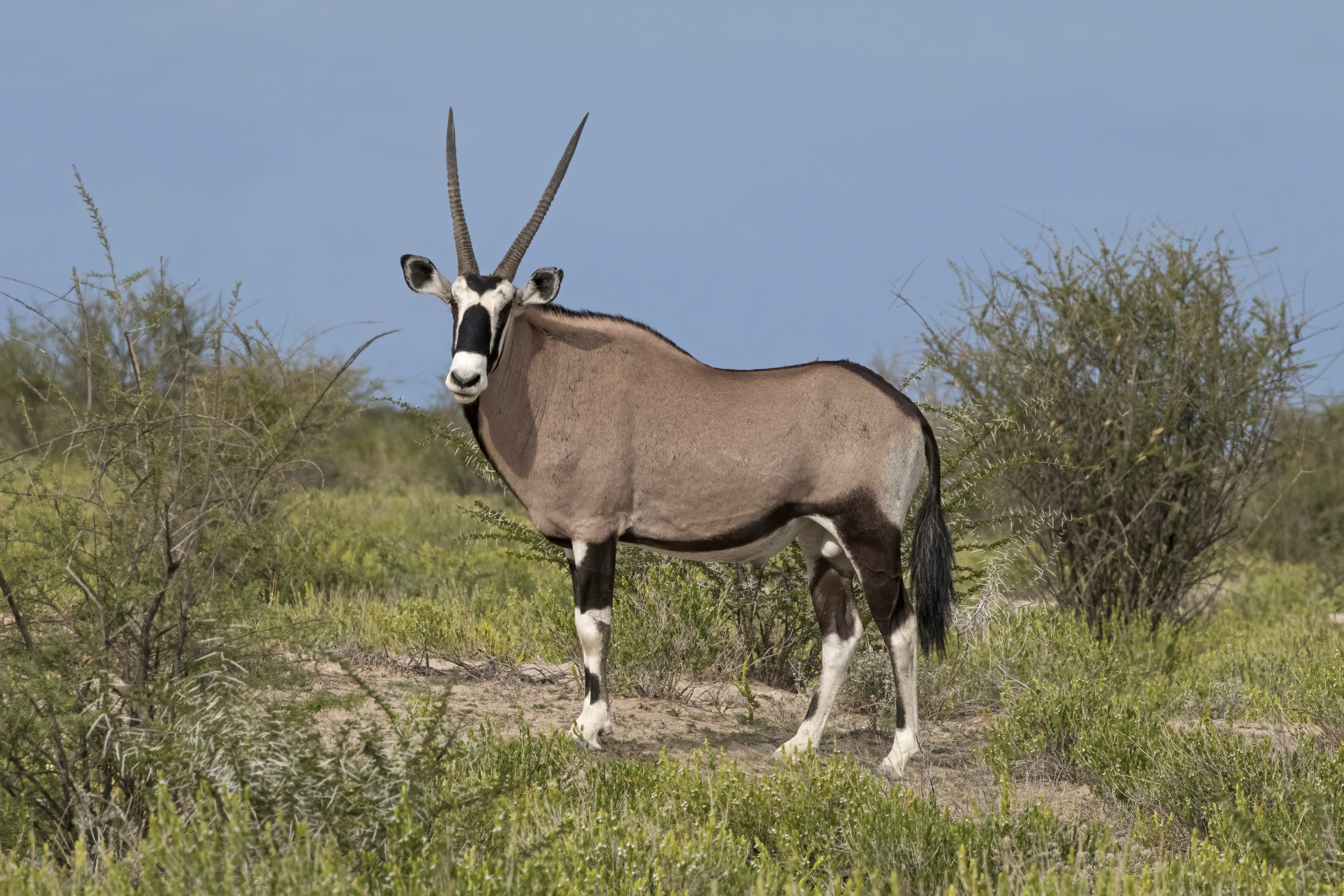 Gemsbok Oryx